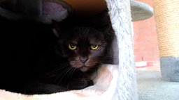 Eine schwarze Katze versteckt sich in einem Kratzbaum