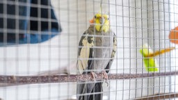 Weiß-grauer Nymphensittich mit gelbem Kopf sitzt im Käfig auf einer Stange