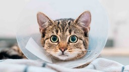 Getigerte Katze mit Kragen in Nahaufnahme 