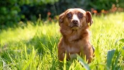 Kleine Hündin mit braunem Fell sitzt auf einer Wiese 