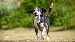 Hund mit schwarz-weißem Fell läuft hechelnd über eine Wiese 