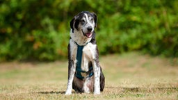 Hund mit schwarz-weißem Fell sitzt hechelnd auf einer Wiese 
