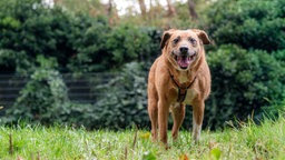 Hund mit hellbraunem Fell steht auf einer Wiese 