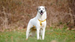 Hund mit weiß-braunem Fell und eisblauen Augen auf einer Wiese  