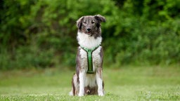Hund mit grau-beigefarbenem, längerem Fell und grünem Geschirr auf einer Wiese 