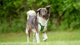 Hund mit grau-beigefarbenem, längerem Fell hechelnd auf einer Wiese 