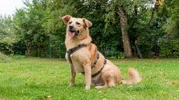 Hund mit beigefarbenem Fell sitzt hechelnd auf einer Wiese 