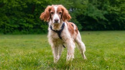 Mittelgroßer Hund mit weiß-braunem langen Fell und hängenden Ohren steht auf einer Wiese und schaut in die Kamera