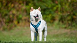 Ein weißer Hund mit blauem Geschirr steht bei Sonnenschein auf einer Wiese