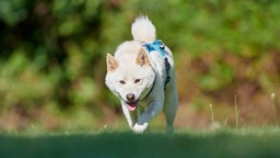 Ein weißer Hund mit blauem Geschirr läuft schnüffelnd über eine Wiese