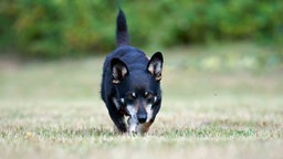 Mittelgroße Hündin mit schwarz-beigem Fell schnüffelnd auf einer Wiese 