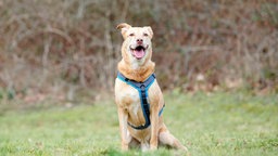 Hund mit beigefarbenem Fell auf einer Wiese 