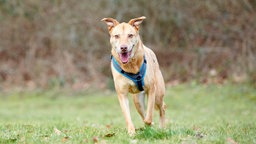 Hund mit beigefarbenem Fell läuft über eine Wiese 