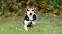 Hund mit schwarz-braunem Fell läuft über eine Wiese 