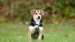 Hund mit schwarz-braunem Fell sitzt auf einer Wiese 