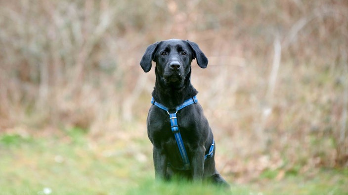Hund mit schwarzem Fell und blauem Geschirr auf einer Wiese 