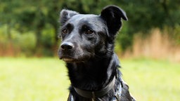 Nahaufnahme eines schwarzen Hundes 