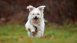 Hund mit cremefarbenem, wuscheligem Fell läuft über eine Wiese 