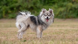 Ein Hund mit grau-weißem längerem Fell steht hechelnd auf einer Wiese  