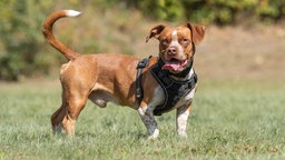 Hund mit rotbraunem Fell und weißen Flecken hechelnd auf einer Wiese 