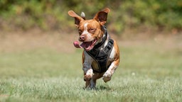 Hund mit rotbraunem Fell und weißen Flecken läuft hechelnd über eine Wiese 