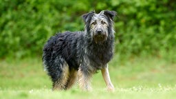 Mittelgroßer Hund mit schwarz-braunem wuscheligen, leicht struppigen Fell steht auf einer Wiese und schaut in Richtung Kamera