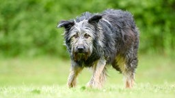 Mittelgroßer Hund mit schwarz-braunem wuscheligen, leicht struppigen Fell steht mit leicht gesenktem Kopf auf einer Wiese und schaut in Richtung Kamera