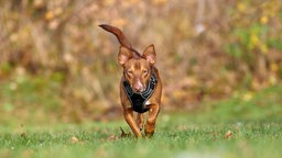 Hund mit braunem Fell und weißen Abzeichen auf einer Wiese 
