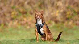 Hund mit braunem Fell und weißen Abzeichen sitzt auf einer Wiese 