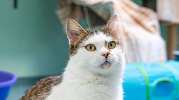 Katze mit weiß-getigertem Fell und grünen Augen in Nahaufnahme 