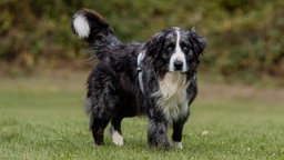 Hund mit blue-merle-farbenem Fell steht auf einer Wiese 