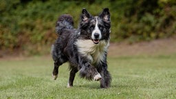 Hund mit langem blue-merle-farbenen Fell läuft über eine Wiese 