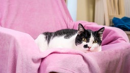 Katze mit schwarz-weißem Fell liegt auf einer rosafarbenem Decke 