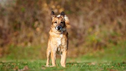 Hund mit hellbraun-weißem Fell auf einer Wiese  
