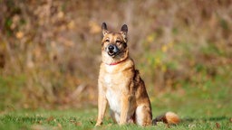 Hund mit hellbraun-weißem Fell sitzt auf einer Wiese 