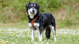 Großer schwarz-weißer Hund mit dichtem Fell steht auf einer Wiese und schaut in Richtung Kamera