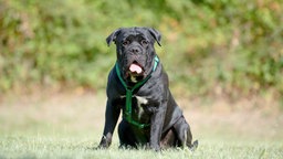 Hund mit schwarzem Fell sitzt hechelnd auf einer Wiese 