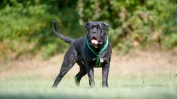 Schwarzer Hund steht hechelnd auf einer Wiese 