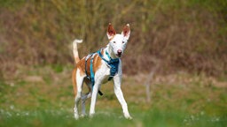 Großer, schlanker Hund mit braun-weißem Fell auf einer Wiese