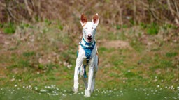 Großer, schlanker Hund mit braun-weißem Fell auf einer Wiese 