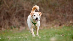 Hund mit weiß-beigefarbenem Fell auf einer Wiese  
