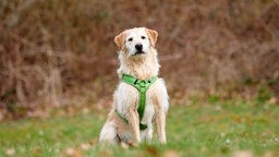 Hund mit weiß-beigefarbenem Fell und grünem Geschirr auf einer Wiese  