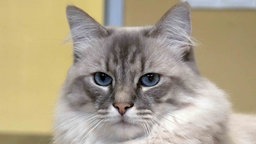 Katze mit cremefarbenem Fell mit Maske in Nahaufnahme 