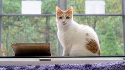 Eine rot-weiße Katze schaut direkt in die Kamera