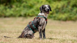 Hund mit tricolor-merlefarbenem Fell sitzt auf einer Wiese 