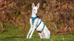 Großer schlanker Hund mit weißem Hund auf einer Wiese  