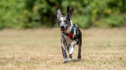 Hund mit tricolor-merlefarbenem Fell läuft über eine Wiese 