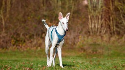 Großer schlanker Hund mit weißem Fell auf einer Wiese  