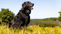 Hund mit schwarzem Fell sitzt hechelnd auf einer Wiese 