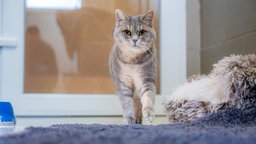 Eine grau-getigerte Katze läuft durch einen Raum 